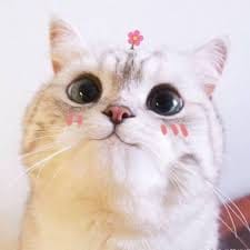 Maya Putri avatar